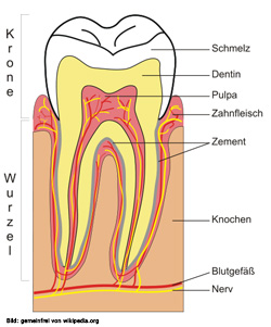 Aufbau eines menschlichen Zahns